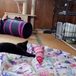 くぅちゃん (9).jpg